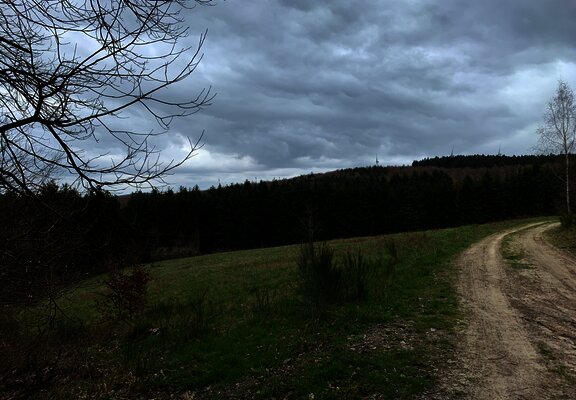 Wald- und Wiesenlandschaft