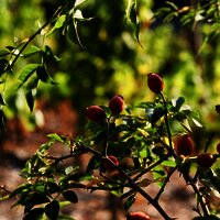 Hagebutten am Wegesrand