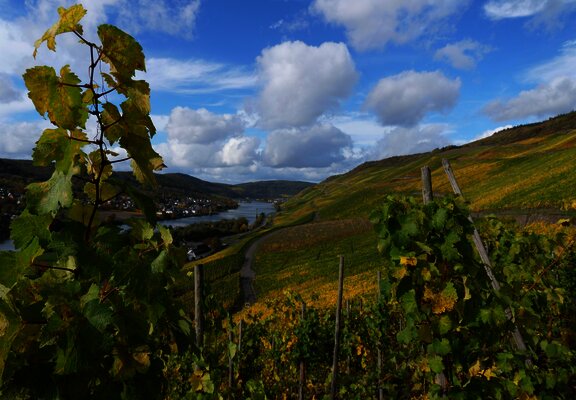 Weinberge in Graach an der Mosel