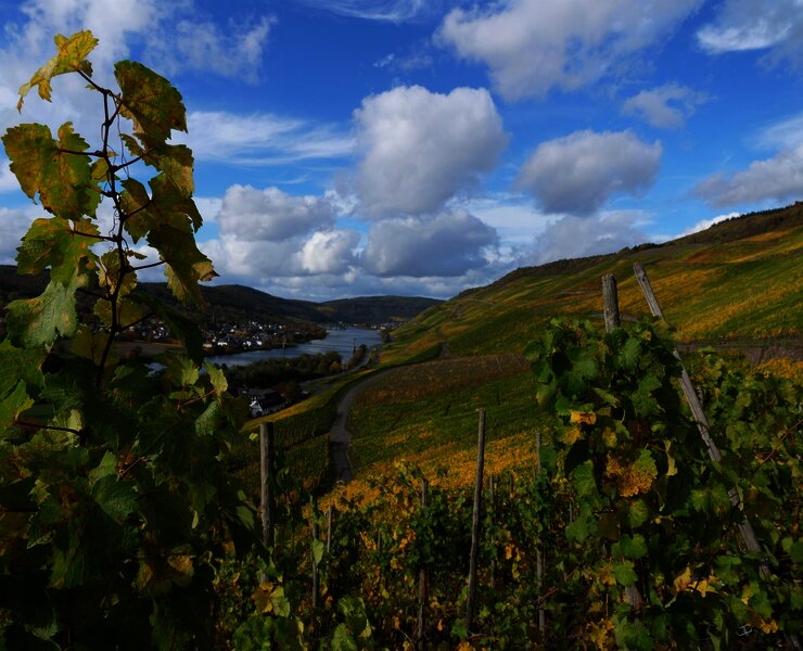 Weinberge in Graach an der Mosel