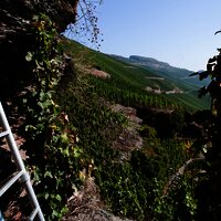 Blick in die Weinberge