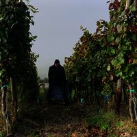 Weinreben
