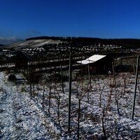 Weinberg im Winter