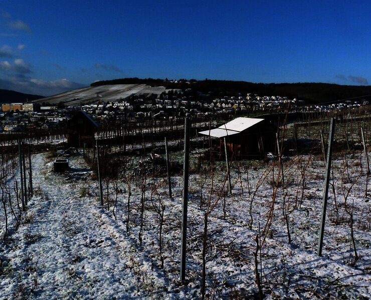Weinberg im Winter