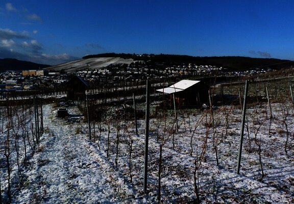 Weinberg im Winter