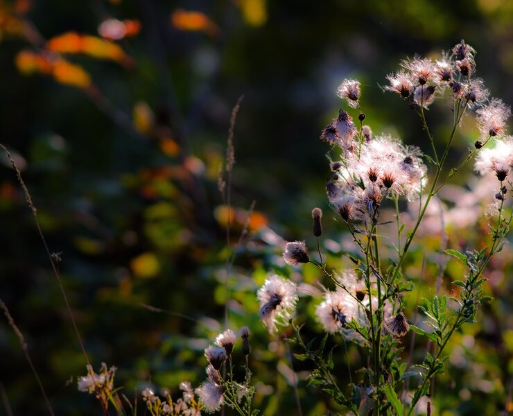 Gräser entlang des Weges