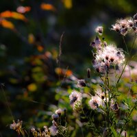 Gräser entlang des Weges