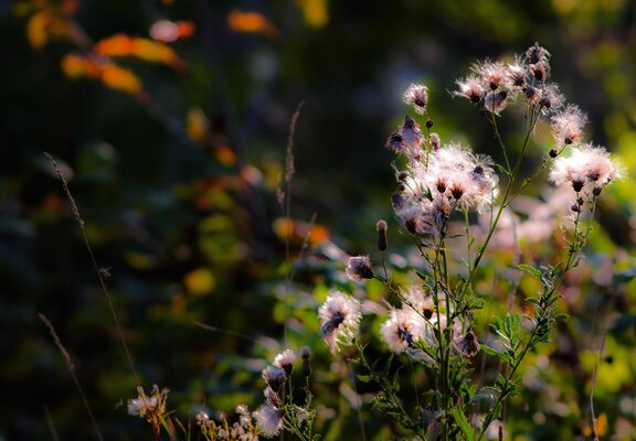 Gräser entlang des Weges