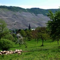 Schafe im Naturschutzgebiet in Wehlen