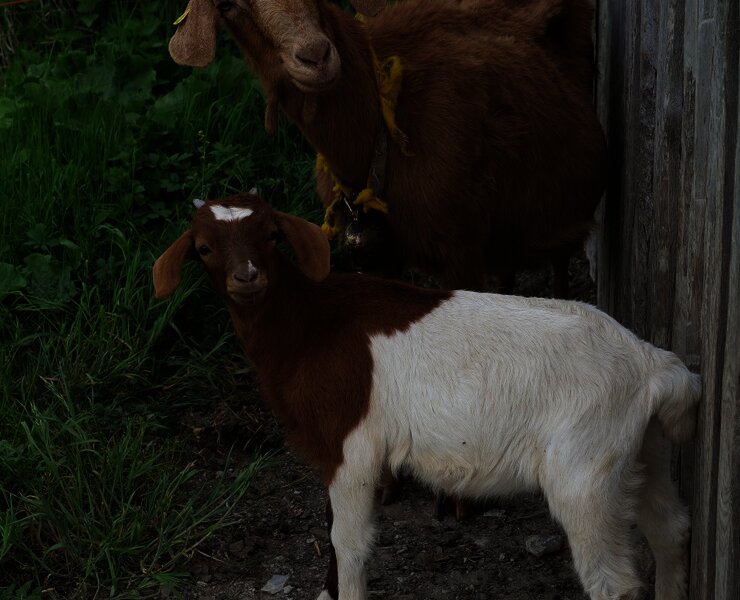 Kein Esel, aber trotzdem süß