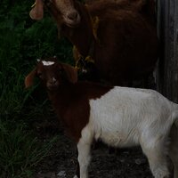 Kein Esel, aber trotzdem süß