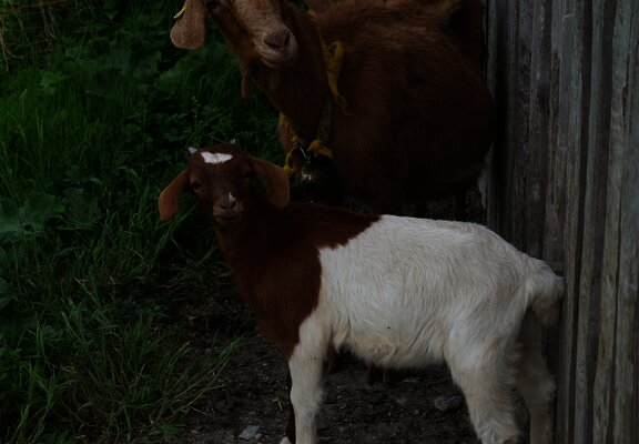 Kein Esel, aber trotzdem süß