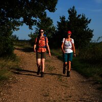 Wandern zwischen Weinbergen und Wäldern