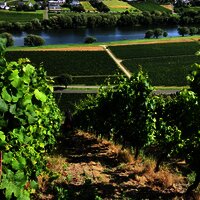 Weinberg Mosel