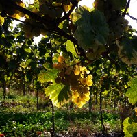 Weingut-Trauben
