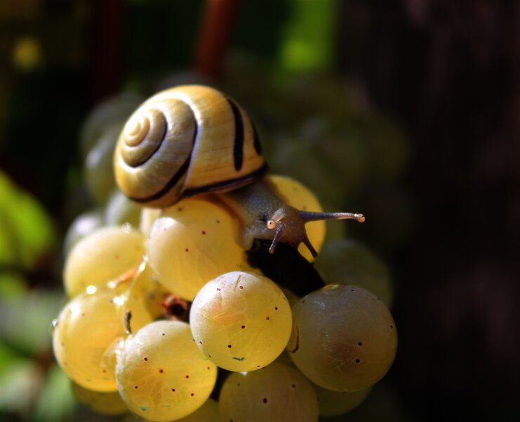 Weinbergsschnecke