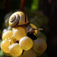 Weinbergsschnecke