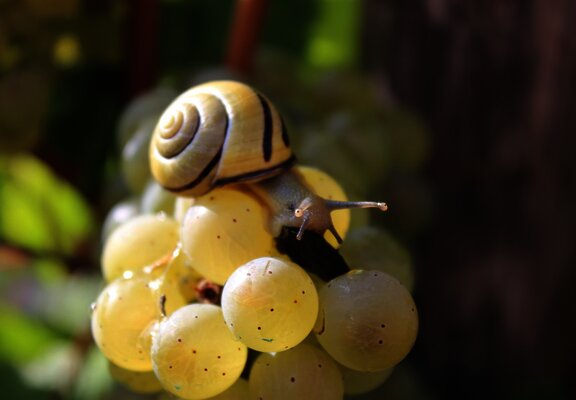 Weinbergsschnecke