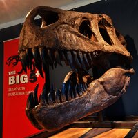 Das Bild zeigt den Schädel eines Dinosauriers.