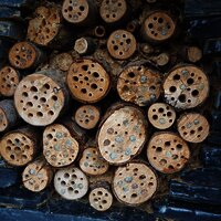 Ein perfekter Lebensraum für viele Insekten