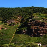 Blick auf die Weinberge gegenüber von Erden