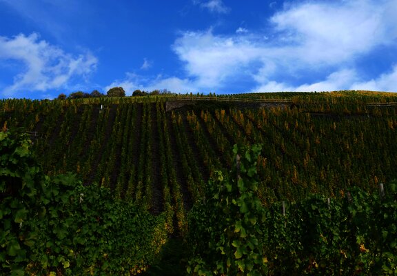 Weinreben an der Mosel