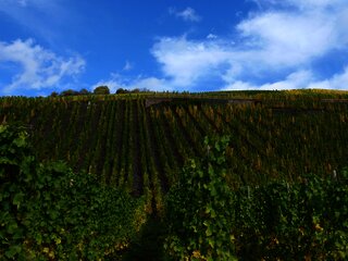 Weinreben an der Mosel