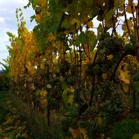 Weinberge an der Mosel