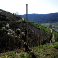 Blick auf den Sortengarten