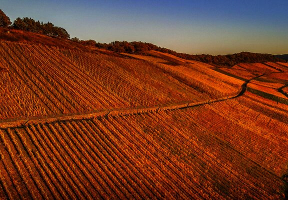 Weinberge im Herbst