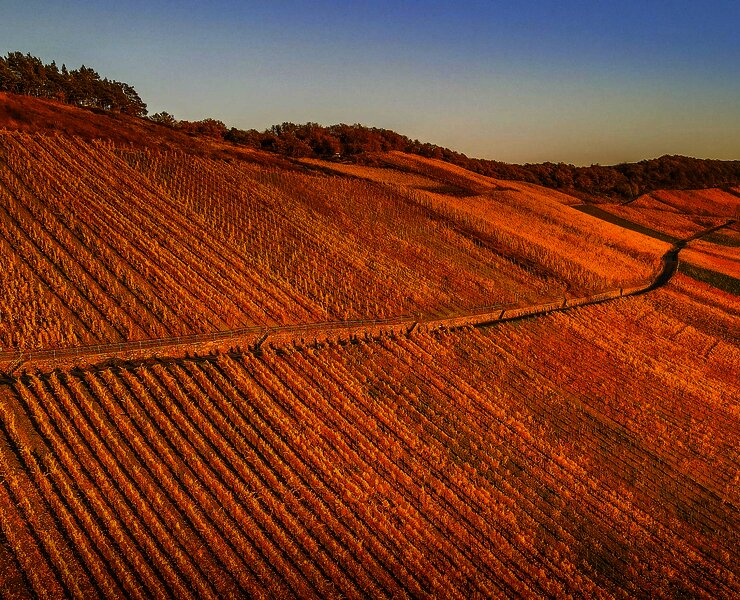 Weinberge im Herbst