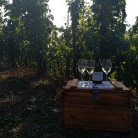 Weinwandern in Lieser
