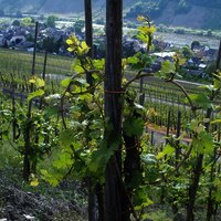 Bild Weinstock in Neumagen