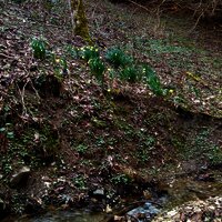 Wilde Narzissen im Rondelbachtal