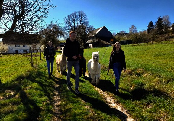 Wandern mit Alpakas