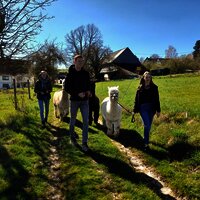 Wandern mit Alpakas