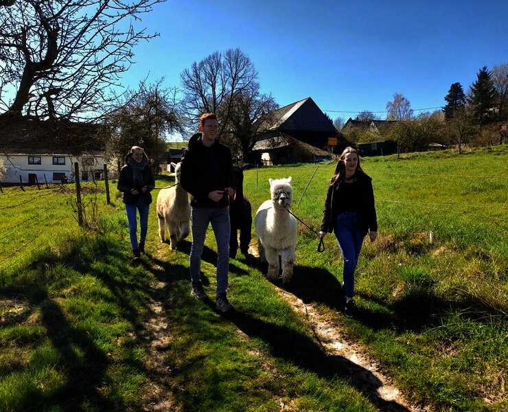 Wandern mit Alpakas