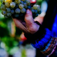 Traubenlese von Hand im Weingut Roussel