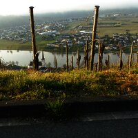 Bild Piesport sehr schön1