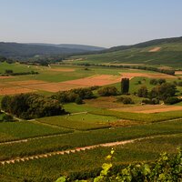 Weinberge bei Lieser