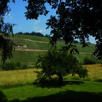 Wiesen und Weinberge um Brauneberg