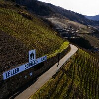 Blick auf die Weinberge bei Zell