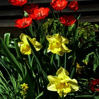 Tulpenblühte