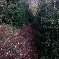 Dichter Buchsbaumwald oberhalb von Löf