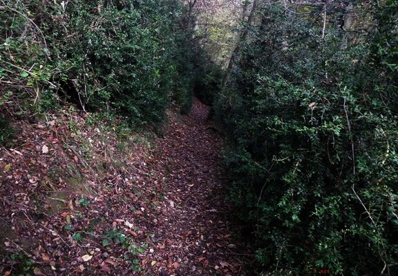 Dichter Buchsbaumwald oberhalb von Löf