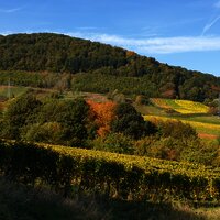 Wald- und Wiesenlandschaft