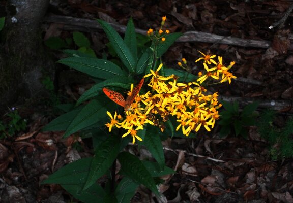 Flora auf dem Wanderweg