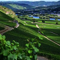 Moseltal_mit_Fernblick_auf_Burg_Landshut