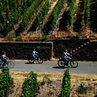 Radfahren im Weinberg