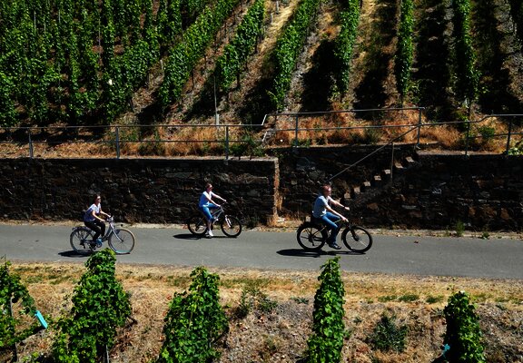 Radfahren im Weinberg